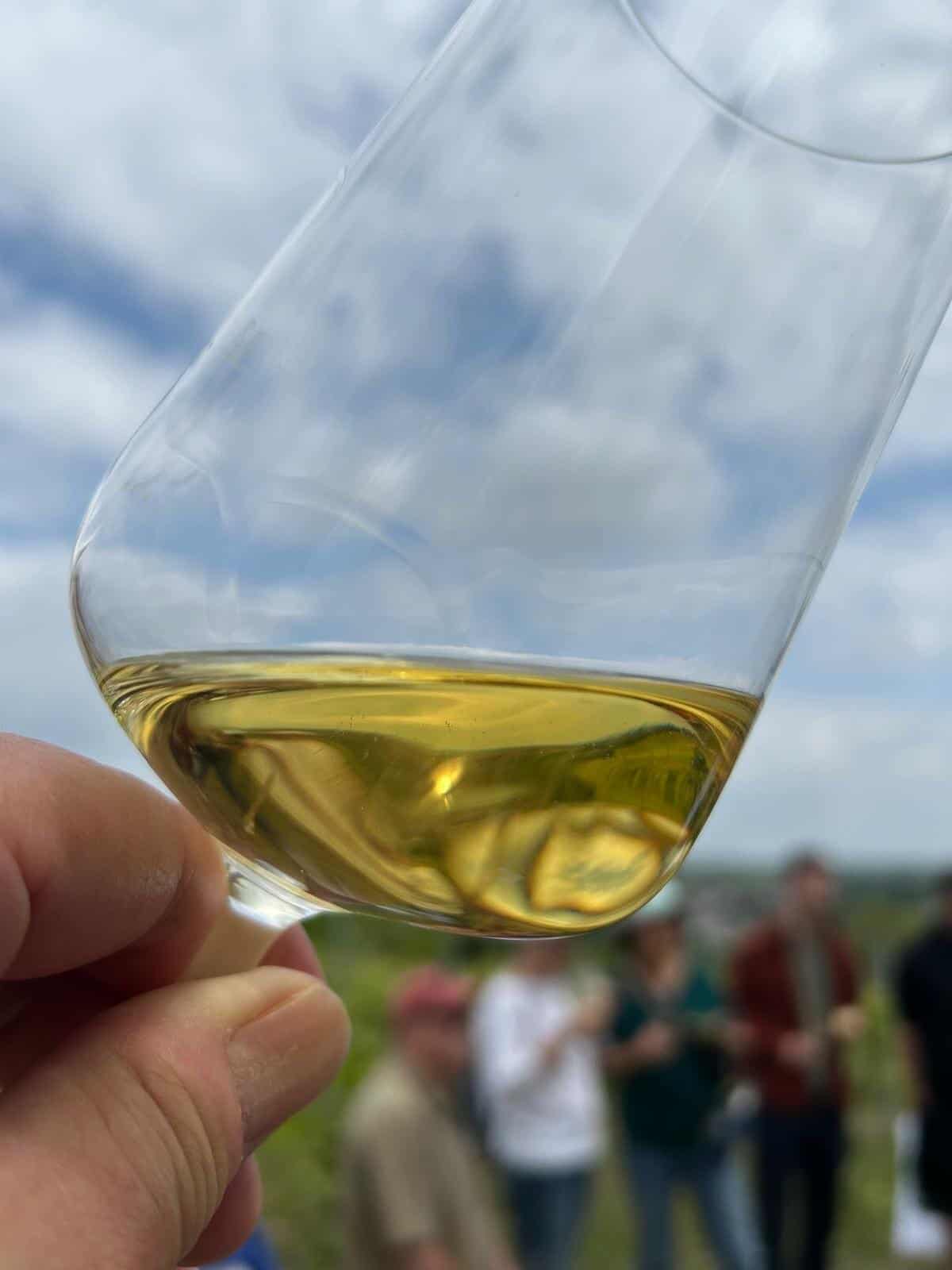 Weinprobe im Weinberg