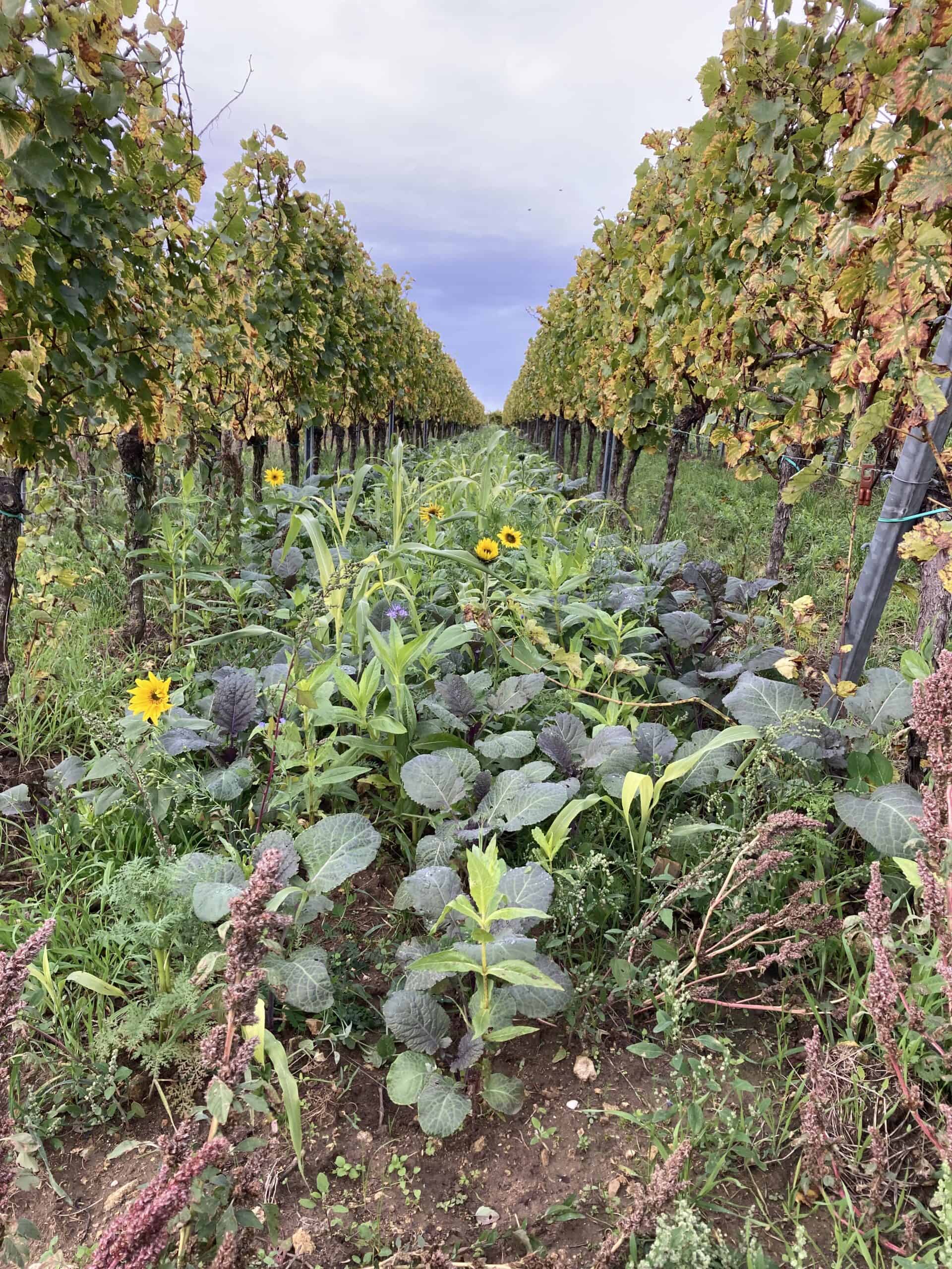 Blühender Weinberg im Herbst